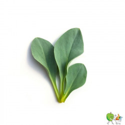 Feuille huître - 85g-120g