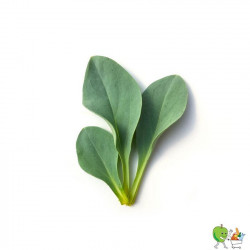 Feuille huître - 85g-120g