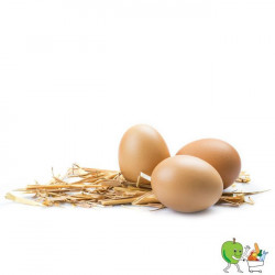 Oeufs fermiers gros calibre