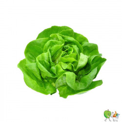 Salade pommée