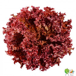 Salade Lollo rouge 500g