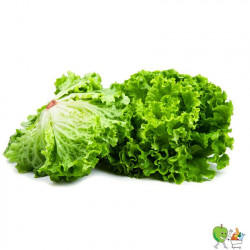 Salade Lollo verte 500g