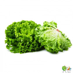 Salade Lollo verte 500g