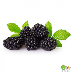 Mûres Barquette 125g