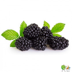 Mûres Barquette 125g
