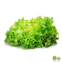 Salade Scarole - Piéce