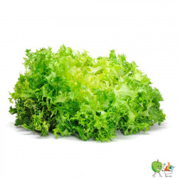 Salade Scarole - Piéce