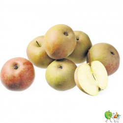 Pommes Boskoop extra net -...