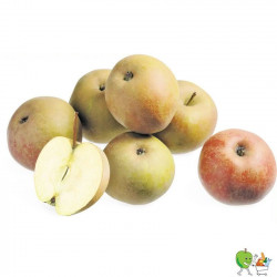 Pommes Boskoop extra net -...