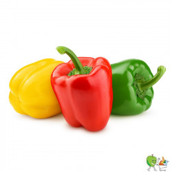 Poivrons Tricolore 500g