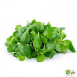 Salade de rampon 100g