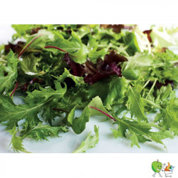 Salade jeunes pousses - 100g