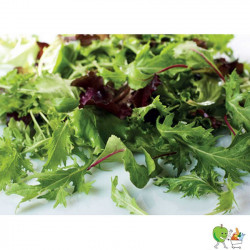 Salade jeunes pousses - 100g