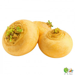 Navets ronds boule d'or -...