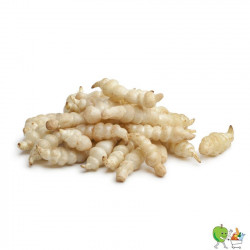 Crosnes - 450-550g