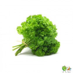 Persil frisé bouquet 20g