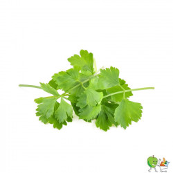 Coriande 20g