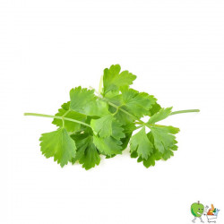 Coriande 20g