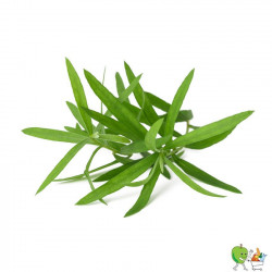 Estragon 20g