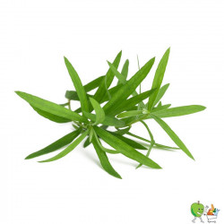 Estragon 20g