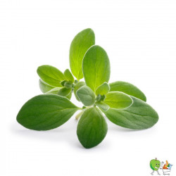 Marjolaine 20g