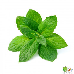 Menthe 100g