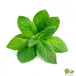 Menthe 100g