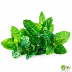 Menthe 100g