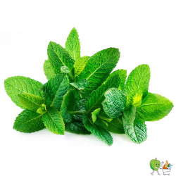 Menthe 100g