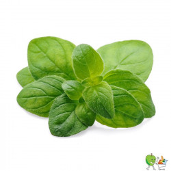 Origan 20g
