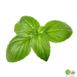 Basilic 100g
