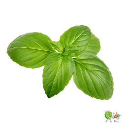 Basilic 100g