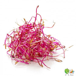 Germes betterave 100g
