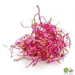 Germes betterave 100g