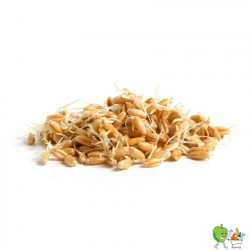 Germes de blé 150g