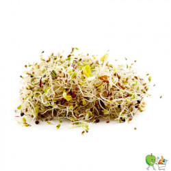 Germes fenouil 70g