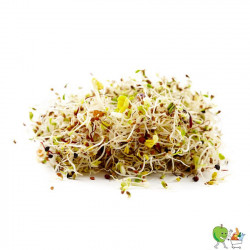 Germes fenouil 70g