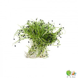Germes oignons 100g