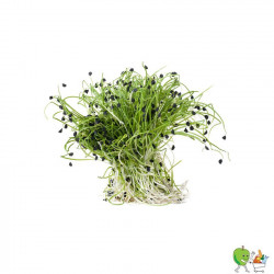 Germes oignons 100g