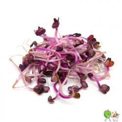 Germes radis 100g
