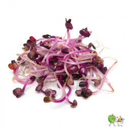 Germes radis 100g