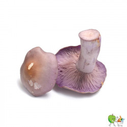 Champignons pied bleu...