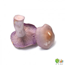 Champignons pied bleu...
