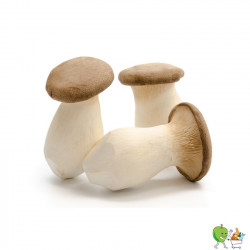 Champignons pleurotes...