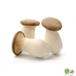 Champignons pleurotes...