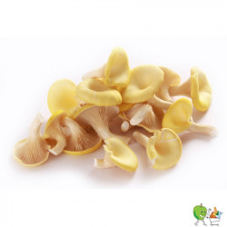 Champignons pleurotes...