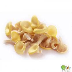 Champignons pleurotes...