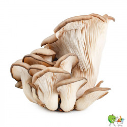 Champignons pleurotes...