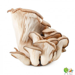 Champignons pleurotes...