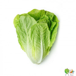 Laitues romaines - 900g-1100g